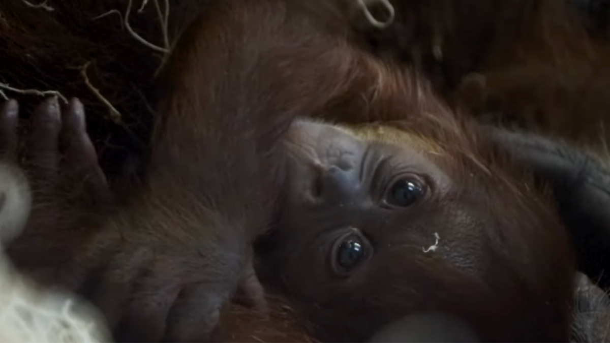 Philadelphia Zoo Announces Birth of Adorable 3-Week-Old Critically Endangered Sumatran Orangutan