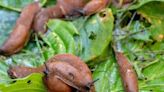 Never find slugs and snails destroying your plants with cheap homemade spray