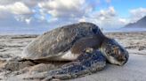 Tiny sea turtle rescued at Manzanita Beach