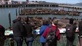 Sea lions help Fisherman's Wharf post-pandemic economy