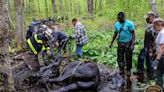 In pictures: Dramatic moment horses are rescued from mud in Connecticut