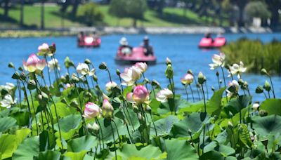 Echo Park celebrates 43rd annual Lotus Festival