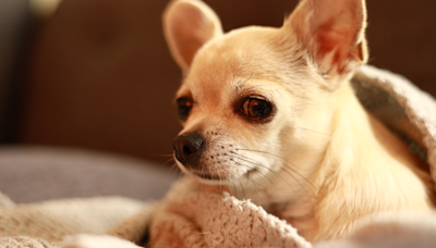 Woman's Heartbreaking Goodbye to Chihuahua at Special Pet Memorial Is a Tear-Jerker