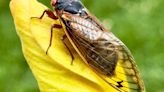 Not hearing that distinct cicada noise yet? Here's why that might be the case