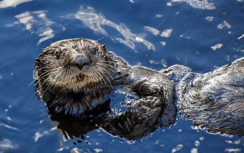 Surrogate otter mom at aquarium is rehabilitating pup 'better than any human ever can'