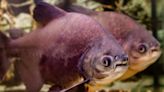 Oklahoma Boy Catches Exotic Piranha-Like Fish in His Local Pond