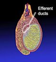 Efferent ducts