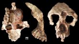Human and ape ancestors arose in Europe, not in Africa, controversial study claims