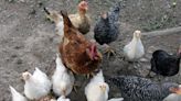 Virus de gripe aviar se está adaptando a mamíferos: alerta la OMS