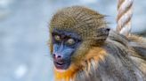 Disney Welcomes Newborn Mandrill To Its Animal Kingdom Crew