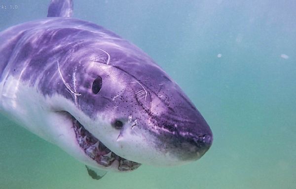 Shark Week: 'Great White North' explores possible great white shark hot spot in Nova Scotia