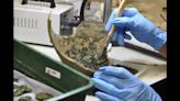Dos buscadores de metales descubren un objeto enterrado que resultó ser un antiguo tesoro romano