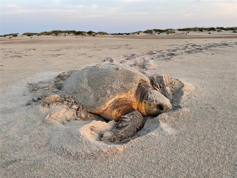 First sea turtle nest of the season found on Outer Banks’ Hatteras Island