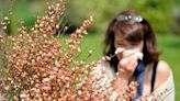 Allergy Season Is Longer Than Ever. When Will It Stop?