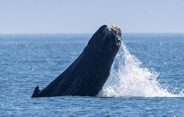 Humpback whale with severed fluke spotted near San Juan Island