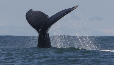 El rey de los maoríes neozelandeses insta a otorgar derechos humanos a las ballenas