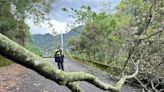 雨彈狂炸台中山區 和平技藝中心產業道路樹木倒塌