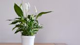 Warning over common houseplants that could be toxic to humans and pets