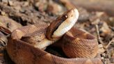 Confira as cidades do Sul do Rio e Costa Verde que oferecem o soro para tratar picadas de cobras