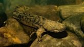 Get to know Pa.'s state amphibian - the eastern hellbender