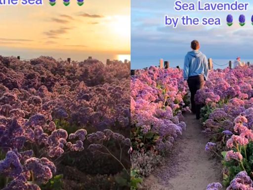 San Diego tiene un hermoso spot secreto lleno de “lavanda del mar” y una vista inigualable