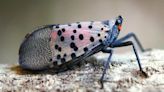 These NJ counties are under quarantine as 'invasive' spotted lanternfly returns