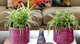 How to take care of spider plants – expert tips for looking after this popular houseplant