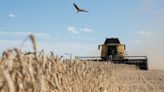 Experts predicted a wheat shortage after Russia invaded Ukraine. Why didn't it happen?