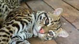 Conservation group says endangered ocelot may be expanding