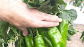 Garden: Peppers thrive in hot Ohio weather