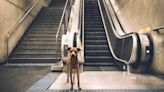 Dog teaching brother how to stay safe on escalator melts hearts