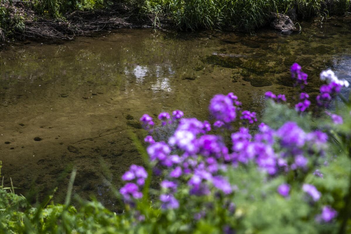 Water main break kills 1,250 fish in Cedar Rapids’ McLoud Run