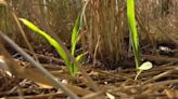 Nebraska farmer says regenerative ag principals helped prevent erosion during rainy May