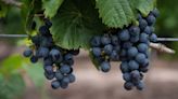 Presente y futuro: la evolución del Malbec a través del tiempo | Economía