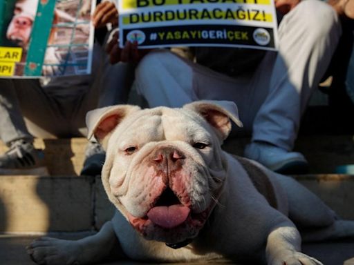 Turkey approves 'massacre law' which could see millions of stray dogs euthanised