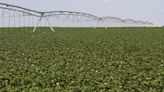 After a rough year for cotton, Texas farmers approach the new season with caution