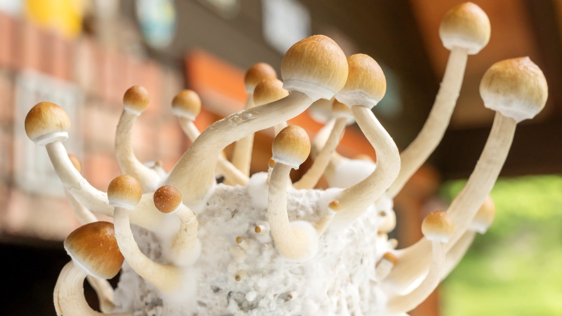 Magic mushrooms are 'more effective at treating depression than antidepressants'