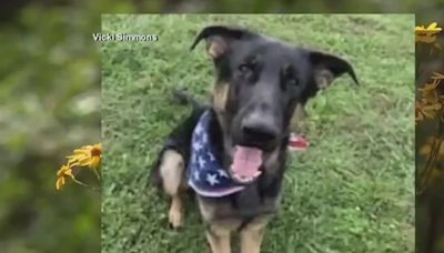 Service dog Dumbo found alive 12 days after being injured in officer-involved shooting