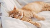 Millions of UK cat owners hit by urgent 'act now' warning or face £500 fine