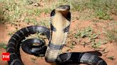 King cobra: Longest venomous snake’s characteristics, habitats and more | - Times of India