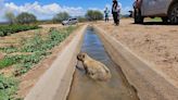 Missing animals and extensive damages at Marana petting zoo after monsoon storm