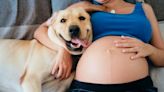 孕婦養毛小孩能預防寶寶過敏？原本就有養寵物的話別棄養，但毛孩要定期做「1件事」