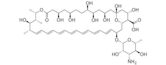 Amphotericin B