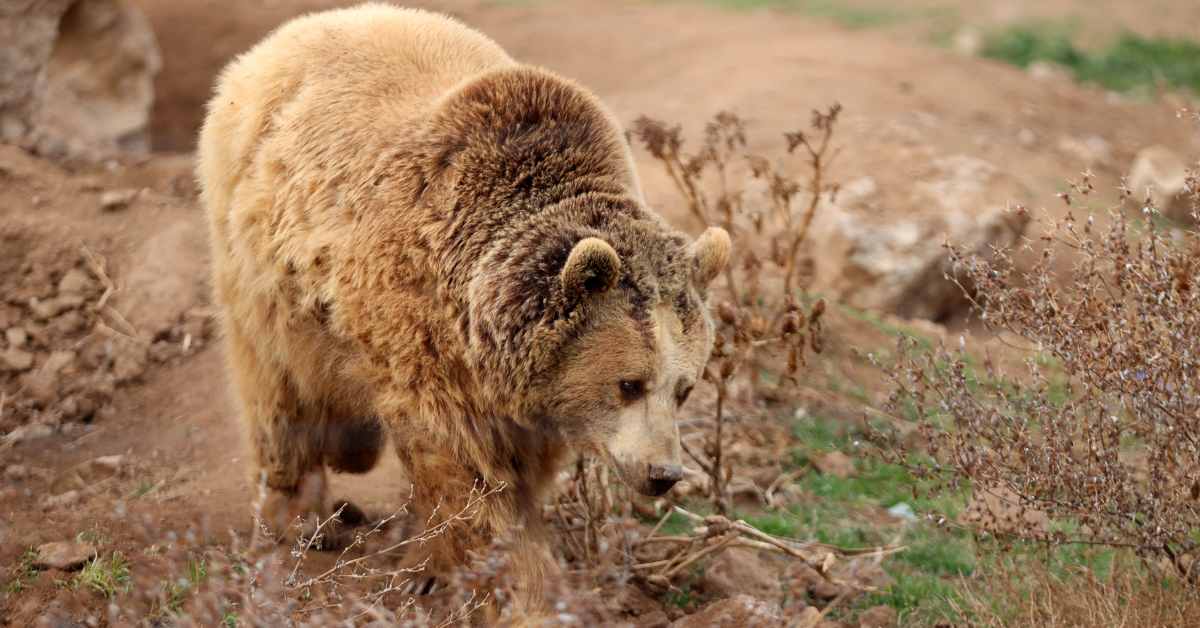 Tourist Mauled by Brown Bear After Disastrous Attempt at Selfie