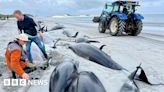 Major operation to find cause of whale pod stranding in Orkney