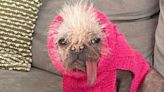 Britain's ugliest dog lands coveted Hollywood movie gig as Ryan Reynolds' pal