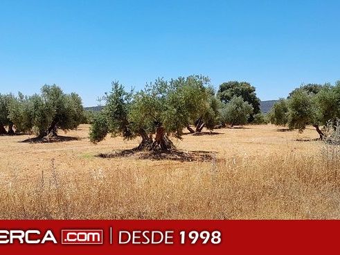 La DOP de Aceite de Oliva Campo de Montiel transmite su oposición al proyecto de minería de tierras raras en Ciudad Real