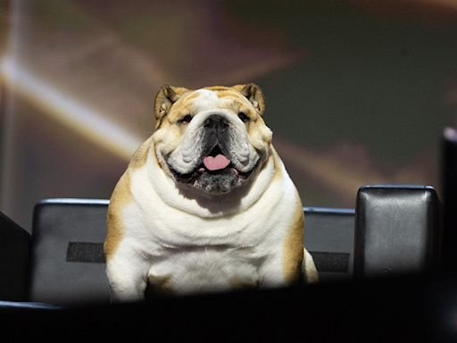 All about Babydog: The governor's pet that stole the show at the RNC