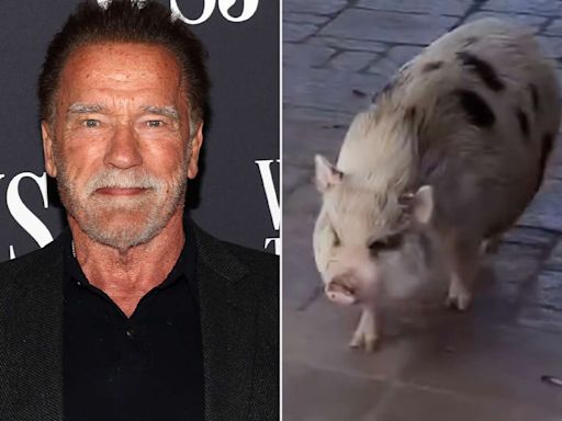 Arnold Schwarzenegger Shares a 'Tuesday Morning Walk' with His Chatty Pet Pig