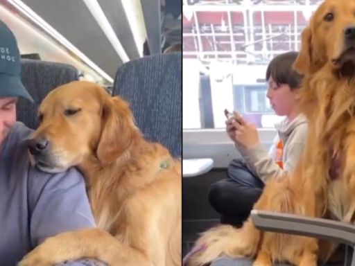 El Golden Retriever que ha conquistado por completo a todos los usuarios de este tren